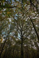 canopée vue de dessous