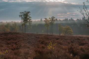 Fototapeta premium fog in the forest