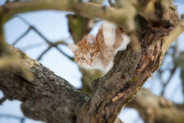 Hübsche rote Katze sitzt auch einem alten Apfelbaum mit Blick zum Betrachter - 410130406