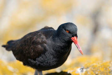 The Black Oystercatcher (Haematopus ater)