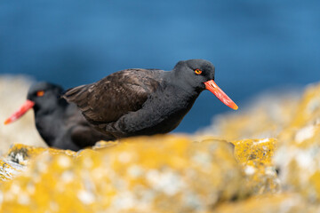 The Black Oystercatcher (Haematopus ater)