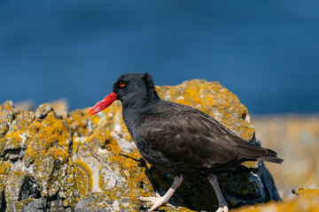 The Black Oystercatcher (Haematopus ater)