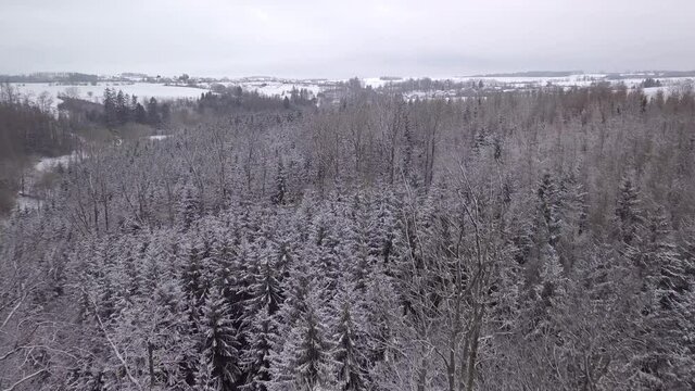 Aerial top down view of beautiful winter forest treetops. Spruce frosty trees covered with snow. Winter nature, frozen white tree tops. Top view camera flies over snowy landscape. 