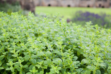 Lemon balm -  Melissa, herb which helps sleep well and has calming effect.