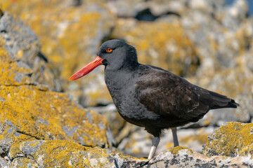 The Black Oystercatcher (Haematopus ater)