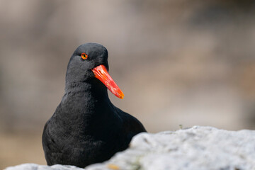 The Black Oystercatcher (Haematopus ater)