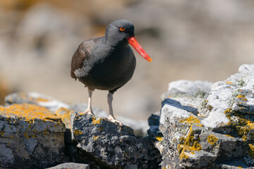 The Black Oystercatcher (Haematopus ater)