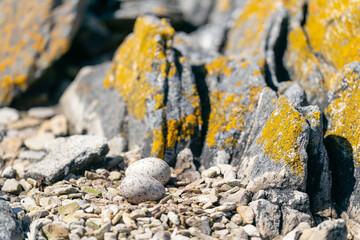 The Black Oystercatcher (Haematopus ater)
