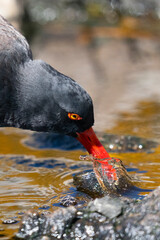 The Black Oystercatcher (Haematopus ater)