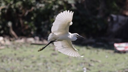 Egret in flight