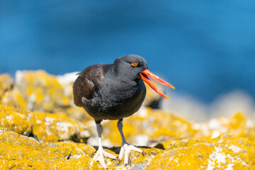 The Black Oystercatcher (Haematopus ater)