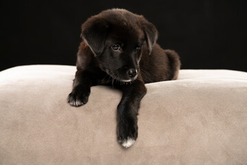 portrait of a little black stret dog puppy in the studio