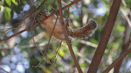 squirrel on tree