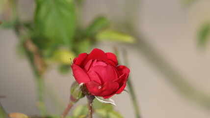 beautiful red rose