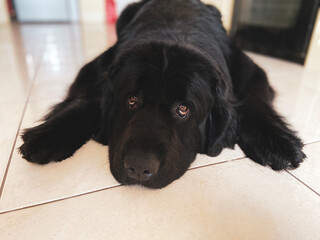 Purebread newfoundland black dog lies on the floor tiles looking straight at the camera