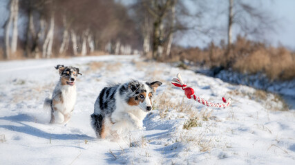 Zwei Australian Shepherd Hunde laufen im Schnee einem Spielzeug hinter her - 410131689