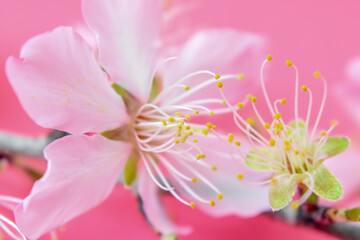 Almond Flowers
