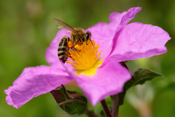 Kretische Zistrose mit einer Biene