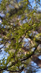 branches of a tree