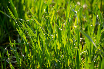 Stems of young wheat in the morning dew. Juicy natural background from green grass