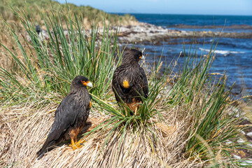 The Striated caracara (Phalcoboenus australis)