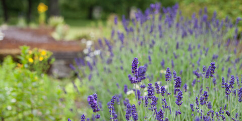 Medicinal herb garden in old English style with old varieties and mixed borders.