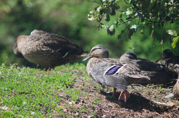Mallard Anas platyrhynchos stretching. Te Anau Bird Sanctuary. Te Anau. Southland. South Island. New Zealand.