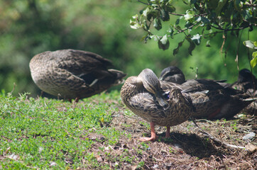Mallard Anas platyrhynchos preening. Te Anau Bird Sanctuary. Te Anau. Southland. South Island. New Zealand.
