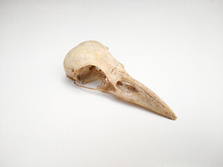 Raven's skull (cranium) isolated on white background