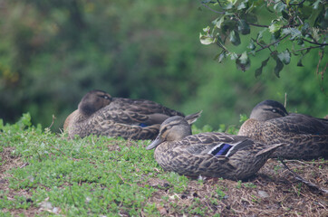 Mallards Anas platyrhynchos sleeping. Te Anau Bird Sanctuary. Te Anau. Southland. South Island. New Zealand.