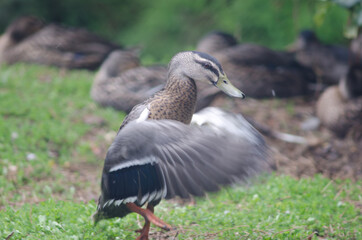 Mallard Anas platyrhynchos flapping. Te Anau Bird Sanctuary. Te Anau. Southland. South Island. New Zealand.