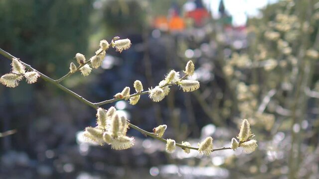 Catkins on the tree in 4k slow motion 60fps
