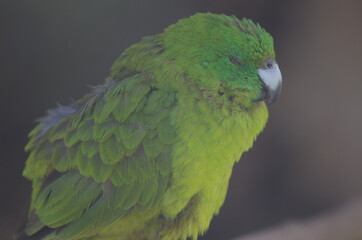 Antipodes parakeet Cyanoramphus unicolor sleeping. In captive conditions. Te Anau Bird Sanctuary. Te Anau. Southland. South Island. New Zealand.