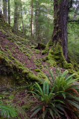 Rainforest in Fiordland National Park. Southland. South Island. New Zealand.