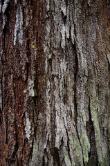 Tree trunk in Fiordland National Park. Southland. South Island. New Zealand.