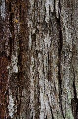 Tree trunk in Fiordland National Park. Southland. South Island. New Zealand.
