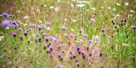 Wild natural garden -  wildflower meadow and fruit orchard.