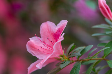 Fototapeta na wymiar Beautiful pink azalea.