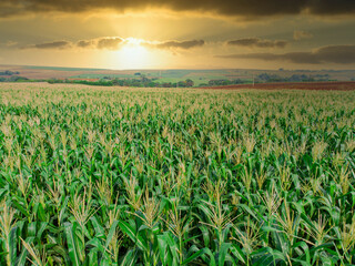 Green Maize Corn Field Plantation In Summer Agricultural Season. Flight Above Green Corn Field During Sunny Summer Day.