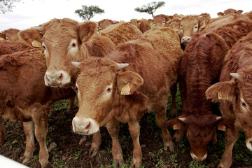 Ganado vacuno. Vacas cerca de cámara. Animales de granja. Vacas marrones