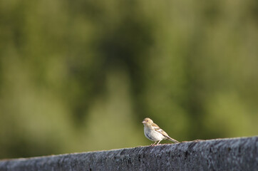 Common chaffinch Fringilla coelebs gengleri. Female. Te Anau. Southland. South Island. New Zealand.