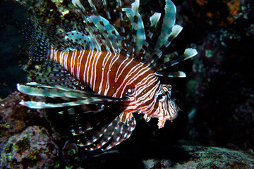 ミノカサゴ　アップ　海中