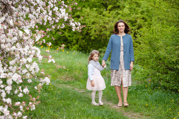 Naklejka na ściany i meble Mother and little daughter walking in blooming apple garden. Mom loves her child. Spring story. Happy family in beautiful spring day