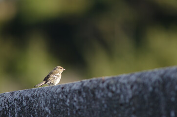 Common chaffinch Fringilla coelebs gengleri. Female. Te Anau. Southland. South Island. New Zealand.
