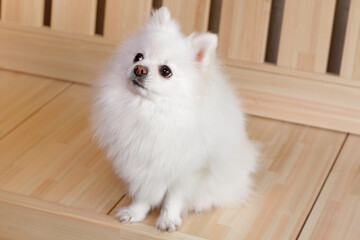 White cute pomeranian puppy sits and looks up waiting for the owner's command. 
