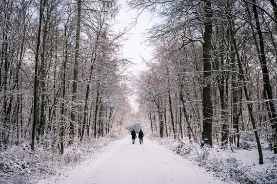 Back View Of A Couple Walking Through The Alley Of Trees On A Snowy Winter Day