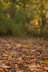 deciduous path in the forest with autumn leaves