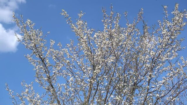 Krone von einem gro&szlig;en, wei&szlig; bl&uuml;henden Busch im Fr&uuml;hling mit vielen Insekten gegen den blauen Himmel