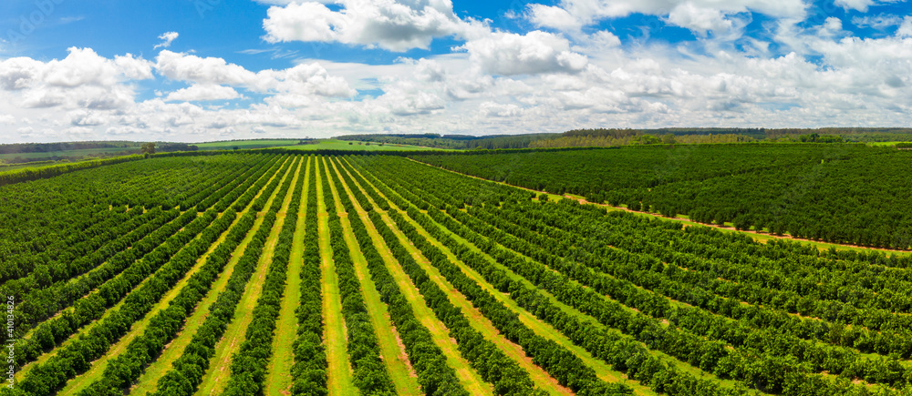 Wall mural Aerial views over top of rows of orange trees in plantation.