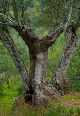Fototapeta na wymiar Olivar, Parque Natural Sierra de Andújar, Jaen, Andalucía, España